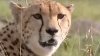 Baby Cheetah Vs Baboon  BBC Wildlife [upl. by Riley623]