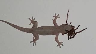 House Gecko Eats a Big Ol Huntsman Spider  Classic Australia [upl. by Haeel]