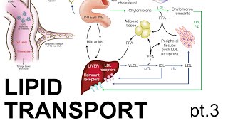 Lipid Transport Pt 3 [upl. by Martica]