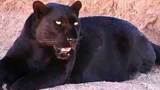 Black Panther Facts 13 Facts about Black Panthers [upl. by Ballard]