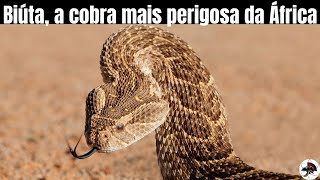 Biuta a Cobra Mais Perigosa da África Bitis arietans  Biólogo Henrique [upl. by Eerahs714]