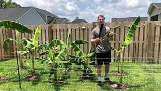 How to Prune Banana Trees  Get Fast Growth and Large Bananas [upl. by Sirromaj]