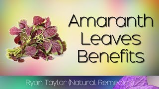 Amaranth Leaves Benefits and Uses [upl. by Ilaw]