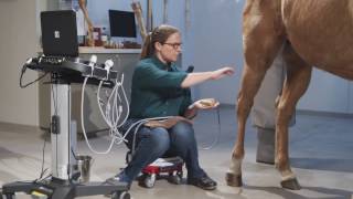 Equine Ultrasound of the Hind Suspensory [upl. by Micco]