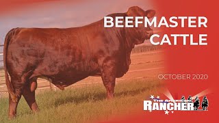 Beefmaster Cattle  The American Rancher [upl. by Dnomrej]