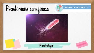 ¿Pseudomonas aeruginosa La bacteria oportunista… [upl. by Kirst]