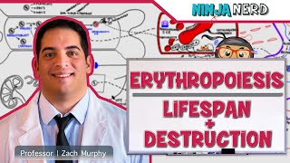 Hematology  Erythropoiesis Lifespan amp Destruction Part 2 [upl. by Amirak]