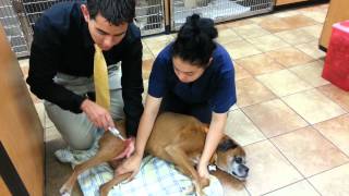 A Veterinary Neurological Exam [upl. by Evelin]