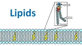 Lipids amp Fatty Acids honors biology updated [upl. by Xxam]