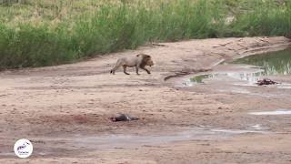 Lions Fearless Raid on Wild Dog Feast [upl. by Ylera]