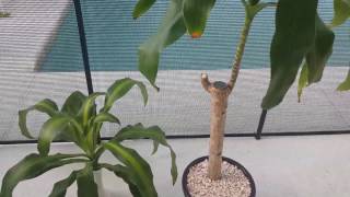 The secret to successfully propagating Dracaena Massangeana [upl. by Nnairrehs]