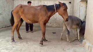 Donkey Meeting with horse  Animals Meeting  Horse mating [upl. by Gayler]