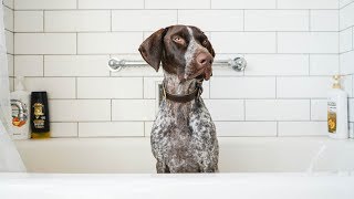 5 Best Things about German Shorthaired Pointers [upl. by Albarran]