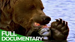 Majestic Bears of Alaska amp British Columbia  Free Documentary Nature [upl. by Nennek576]