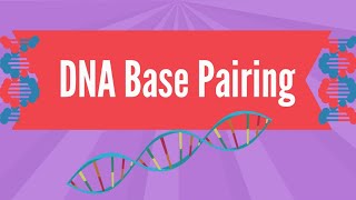 DNA Base Pairing [upl. by Nani]