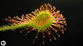 4 DEADLY Carnivorous Plants [upl. by Nadual]