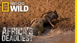 Croc Sneak Attack  Africas Deadliest [upl. by Latsyk]