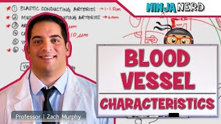 Cardiovascular  Blood Vessel Characteristics [upl. by Meerak]