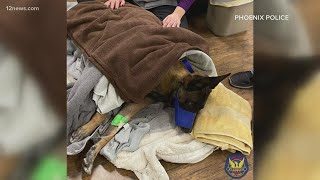 Phoenix police K9 takes a bullet saves human officers [upl. by Trembly872]