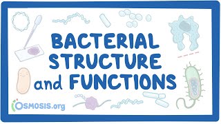 Bacterial Structure and Functions [upl. by Annahpos]