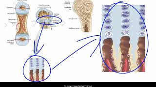 Endochondral Ossification [upl. by Endaira]