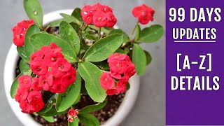 RIGHT Way to Grow amp Care for Euphorbia Milii Complete Info [upl. by Short887]