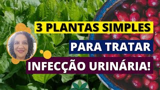 3 PLANTAS simples para TRATAR infecção urinária [upl. by Herzog]