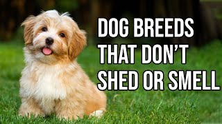 Top 10 Dog Breeds That Dont shed or smell  Small Dog Breeds That Dont Shed [upl. by Gessner]