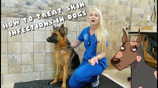 How to Treat Skin Infections in Dogs  Pyoderma [upl. by Enortna]