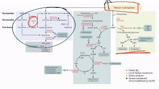 Purines amp Pyrimidines for the USMLE Step 1 [upl. by Latsyek]