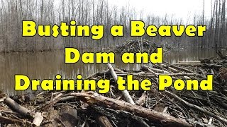 Busting a Beaver Dam and Draining the Pond [upl. by Kcid]