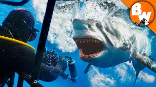 Entering Kill Zone with Great White Sharks [upl. by Aenitsirhc]