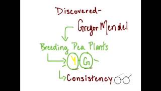 What are Dominant and Recessive Alleles [upl. by Ellehcin]