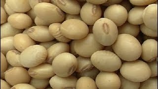 Harvesting and storing soya bean seed summary [upl. by Gombosi720]