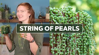 String of Pearls Succulent  The Ultimate Guide [upl. by Arriat]