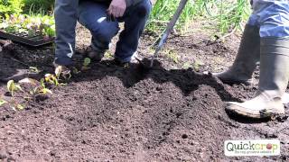 How To Grow Beetroot [upl. by Hazard]