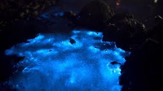 Bioluminescent WaddenSea Sea Sparkle Zeevonk Terschelling 2nd Night 03062017 [upl. by Assirak]