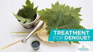 Dengue Treatment How To Make Papaya Leaf Juice At Home [upl. by Aylad]