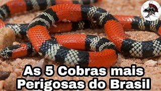 As 5 Cobras Mais Perigosas do Brasil  Biólogo Henrique o Biólogo das Cobras [upl. by Hamann]