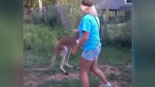 Man fights kangaroo Compilation Best Funny Videos [upl. by Trebuh439]