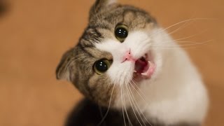 Grappige Katten En Kittens Miauwen Compilatie HD [upl. by Yemorej]