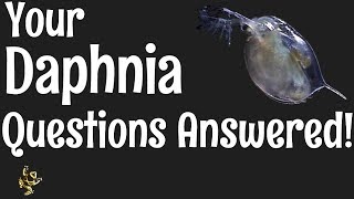 Daphnia Questions Answered [upl. by Faydra866]