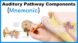 Auditory Pathway Components Mnemonic [upl. by Amery776]