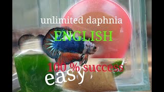 daphnia moina culture Easy way Unlimited production English  with sub Green water Chlorella [upl. by Halilak]