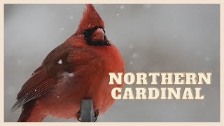 Listen to a special northern cardinal call [upl. by Attenor]