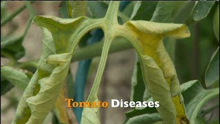 Tomato Diseases [upl. by Utham]