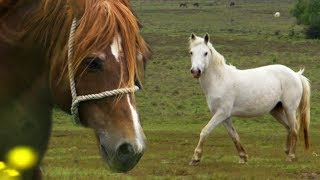 Stallion Reintroduced to Mares  BBC Earth Explore [upl. by Redmer997]