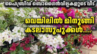 വെയിലിൽ മിനുങ്ങി കടലാസുപൂക്കൾ ബൊഗൈൻവില്ലയുടെ മികച്ചശേഖരം Hybrid Bougainvillea Sale [upl. by Nysilla110]