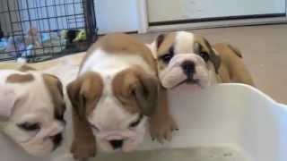 Baby English Bulldog Puppies [upl. by Cheshire487]