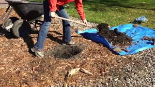 How to Plant a Peony [upl. by Teuton]